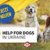 Help for Dogs in Ukraine