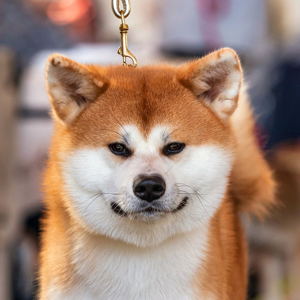 Masaru Go Fuen No Oka_Kopf