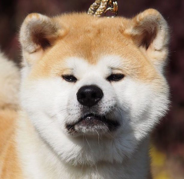 Souhei Go Shirai_Kopf