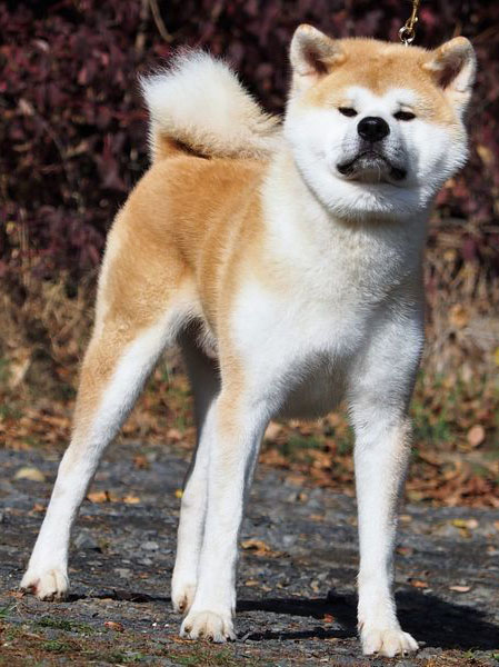 Souhei Go Shirai_Stand