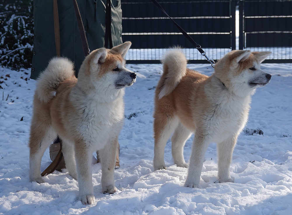 Abgabe_L2-Wurf von Shinrai_1