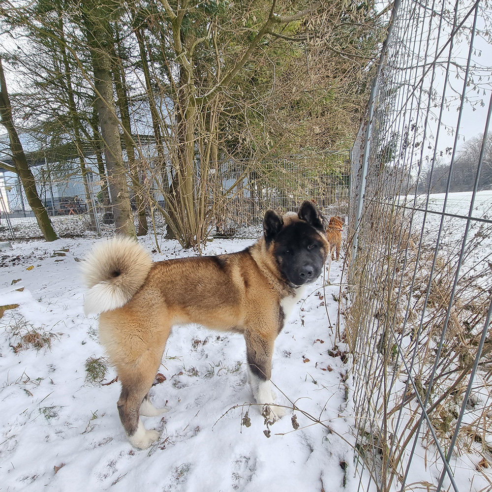 Abgabe_NaMis Castle Chino Cappuccino_1